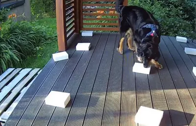 Nosework - Miss Terrier